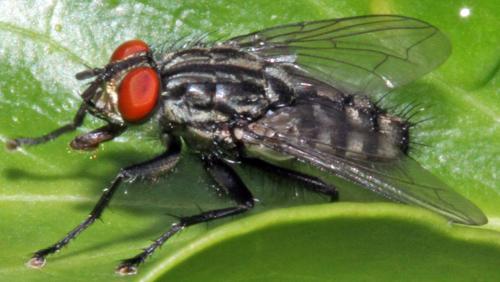 Sarcophaga sp.